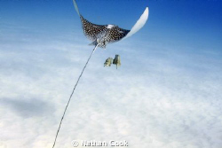 Tag Along by Nathan Cook 